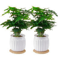 植导引力文竹绿植小盆栽四季常青室内桌面花卉植物 【2盆】文竹+轻奢灰自吸盆
