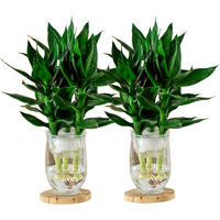 植导引力观音竹水培绿植室内净化空气植物耐摆小盆栽 【2盆】观音竹+鱼缸形水培盆 【2盆】鲜切观音竹+钻石灰塑瓶