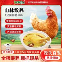 BOZAIJIA 波仔家大别山黑脚老母鸡散养500天土鸡整鸡肉生鲜 炖汤食材 1kg 一只黑脚土鸡