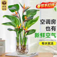 临雅 天堂鸟 无土纯水培植物 30-40cm 绿植