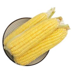 京鲜生 东北黄玉米棒 200g×8棒