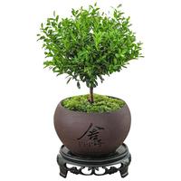 八芽 小叶赤楠盆景摆件室内绿植花卉盆栽老桩客厅办公室桌面好养植物 （舍得紫砂盆+苔藓+底座）