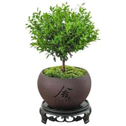 八芽 小叶赤楠盆景摆件室内绿植花卉盆栽老桩客厅办公室桌面好养植物 （舍得紫砂盆+苔藓+底座）