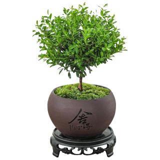 移动端、京东百亿补贴：八芽 小叶赤楠盆景摆件室内绿植花卉盆栽老桩客厅办公室桌面好养植物 （舍得紫砂盆+苔藓+底座）