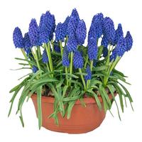 海蒂的花园葡萄风信子种球花卉盆栽植物室内花阳台球根