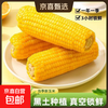 东北真空即食玉米黄糯玉米单根200g起早餐粗粮真便宜整箱批发包邮 真空黄糯玉米10根 单根200g起