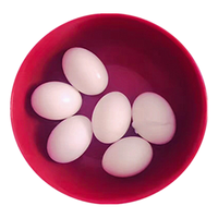 LINLAN/林岚 新鲜杂粮白鸽蛋 蛋类 30枚 1kg