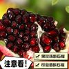 酸石榴 四川会理食用鸽血酸石榴 黑籽酸石榴 孕妇水果泡酒专用
