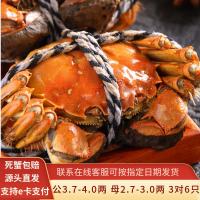 水淼鲜 洪湖大闸蟹鲜活螃蟹 公3.7-4.0两 母2.7-3.0两 3对6只 冷链空运去绳足重