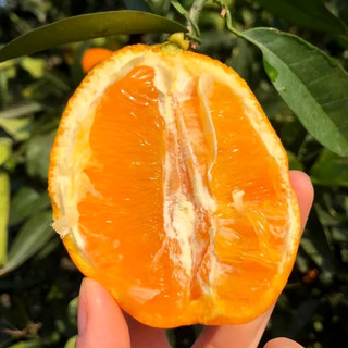 江昊阳 重庆奉节脐橙