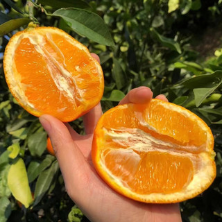 江昊阳 重庆奉节脐橙