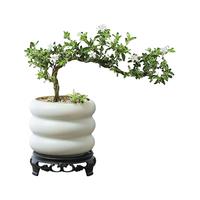 八芽悬崖六月雪盆栽金边老桩弯枝造型中式禅意盆景客厅桌面好养绿植 六月雪-PVC小甜甜圈盆-密胺托盘 带盆栽好