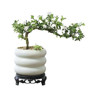 八芽 悬崖六月雪盆栽金边老桩弯枝造型中式禅意盆景客厅桌面好养绿植 六月雪-PVC小甜圈盆