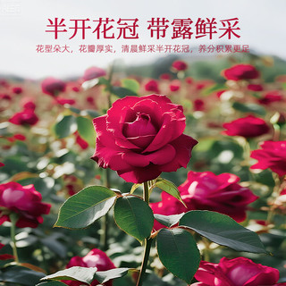  丙田 冻干玫瑰花冠 有机墨红玫瑰花茶
