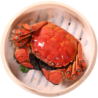 乾澄 大闸蟹鲜活现货 公3.0-3.3两母2.0-2.3两 8只4对 去绳生鲜螃蟹河蟹礼盒
