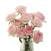 京东鲜花玫瑰花蜜桃雪山10枝山东基地香槟色鲜花源头直发