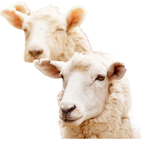 京东京造 净暖羊毛被 100%澳洲多赛特羊毛被子秋冬加厚被芯(7.0斤) 2.0*2.3