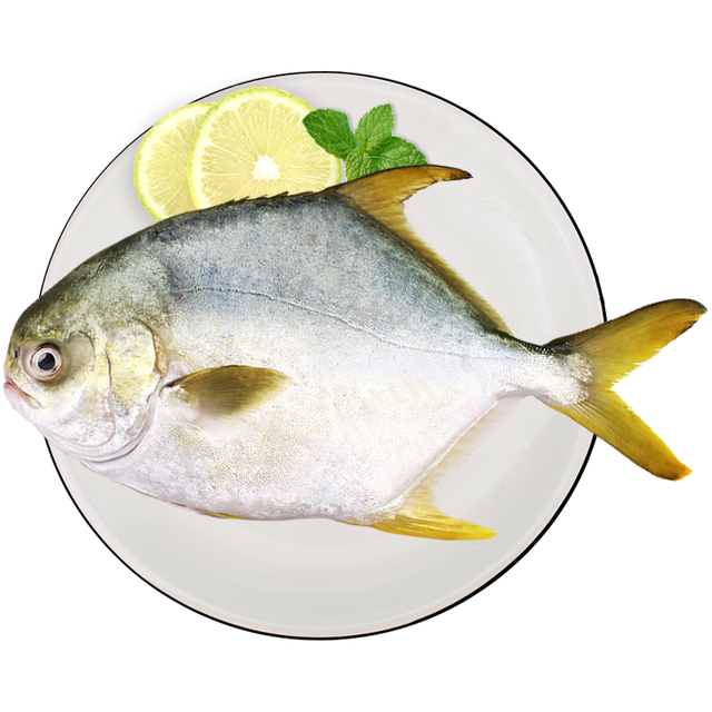 今日必买：环球水产 南海金鲳鱼 超大550g 1条装 BAP 生鲜鱼类 深海鱼 海鲜 南海金鲳鱼超大550g 1条装