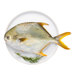 翔泰 海南大规格金鲳鱼550g1条海鱼生鲜鱼类火锅 海鲜水产