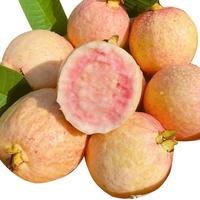 京鲜生 树熟软糯奶油芭乐 净重3斤装单果150g+ 番石榴生鲜 源头直发