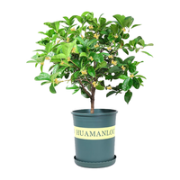 绿丝绦桂花树盆栽四季开花盆景室内庭院阳台开花树苗耐寒绿植花卉树苗 金桂 2年苗