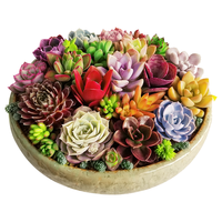 若绿 多肉植物 虹之玉