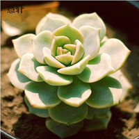 意轩 多肉植物 24款新品办公室室内萌植物盆栽组合 玉露 白牡丹单株