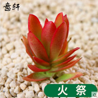 意轩 多肉植物 24款肉肉植物DIY组合 火祭 3-4cm 不含盆