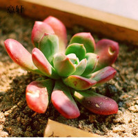 意轩 多肉植物 24款新品办公室室内萌植物盆栽组合玉露肉肉植物 冬美人单株