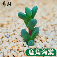 意轩 多肉植物多肉24款肉肉植物DIY室内盆栽绿植花卉组合办公室 鹿角海棠/高2-3cm