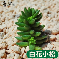意轩 多肉植物多肉24款肉肉植物DIY室内盆栽绿植花卉组合办公室 白花小松/高2-4cm