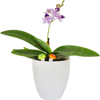 欧悟 蝴蝶兰花苗盆栽 帝王蝴蝶兰+透明原盆+原土