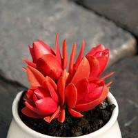 鑫干和(xinganhe)多肉植物肉肉盆栽老桩办公室内耐干旱懒人绿植花卉 火祭(单头夏季偏绿4-6cm)