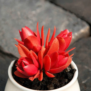 鑫干和 多肉植物肉盆栽老桩办公室内耐干旱懒人绿植花卉 火祭 单头夏季偏绿4-6cm