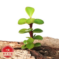 草庄 樱之恋   多肉植物吉娃娃吉娃莲多肉超萌肉肉易爆盆办公室花卉绿 金枝玉叶5-7CM高