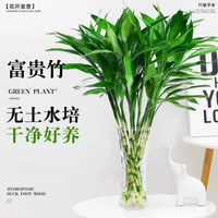 沭之美 富贵竹 水培绿植 10支 70-80cm 塑料大肚瓶