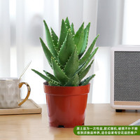 花翁 盆栽 大号芦荟 简易原土盆