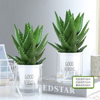 花翁 早安盆 大号芦荟2盆 室内净化空气盆栽