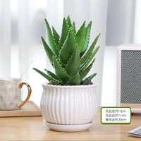 花翁 盆栽 室内花卉绿植仙人掌多肉植物 大号芦荟 细纹陶瓷盆