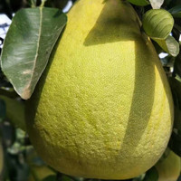 南步四川广安龙安柚【广安特产】老树红心丑柚子红肉蜜柚新鲜水果礼盒 10斤 精选大果【4个装】普箱