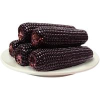 2024东北黑糯粘玉米棒新鲜真空包装加热即食粗粮代餐香甜黏糯苞米
