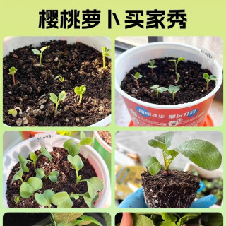 美乐棵 Miracle·Gro 美乐棵 潮玩杯 种植套装 1g 潮玩种植杯迷你向日葵*2