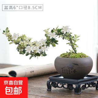 有券的上：京喜 禅意 悬崖六月雪 陶瓷盆小盆景 悬崖六月雪+舍得盆+方底座+苔藓