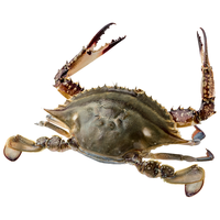  拾鲜生 舟山活切梭子蟹 600g