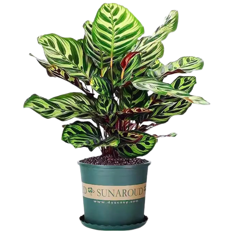 花翁水培植物绿植盆栽室内办公 孔雀竹芋25-30cm高+加仑盆源头直发