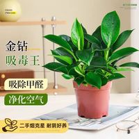 泰西丝 金钻盆栽 3株 室内桌面绿植摆件