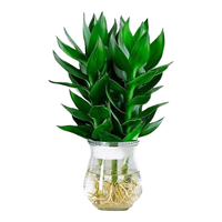 花行榜观音竹富贵竹水培植物桌面盆栽花卉绿植 观音竹+冬瓜瓶源头直发 观音竹3棵+冬瓜玻璃瓶