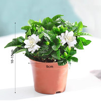 中国一汽 栀子花盆栽 植物 室内绿植 四季好养 茉莉花 源头直发 驱蚊组 当年开花 90# 栀子花 带育苗盆