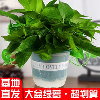 阳净 绿萝除甲醛适合新房防甲醛批发绿植大盆绿箩植物吸甲醛净化空 1盆冠幅16厘米送托盘
