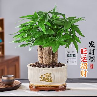 阳净 发财树 1年粗壮单杆盆栽 室内摆件